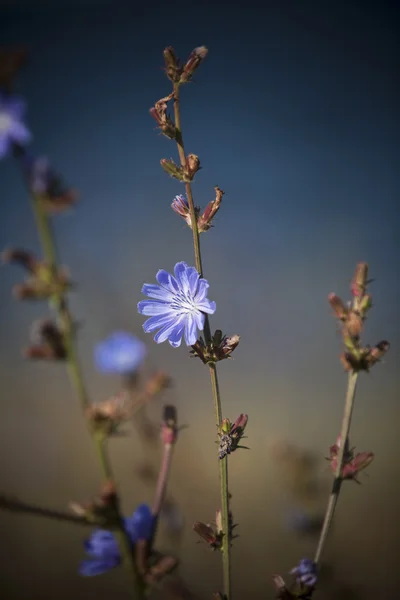 stock image Blue flower