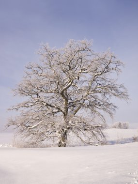 Oak tree at winter clipart