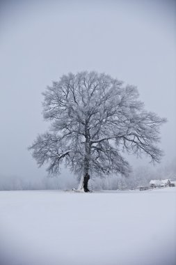 Oak tree at wintertime clipart