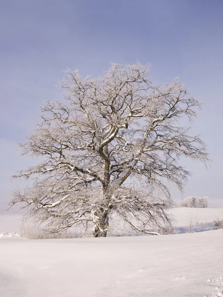 在冬天的橡树 — 图库照片
