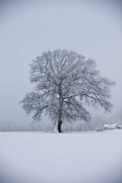 Kış, meşe ağacı — Stok fotoğraf