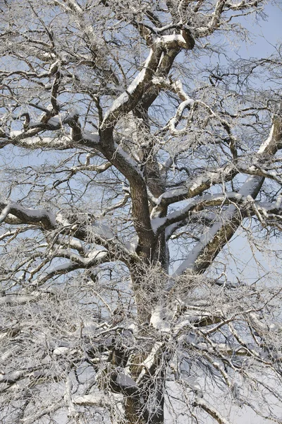 Träd på vintern — Stockfoto