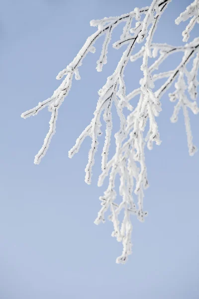 Rama de invierno —  Fotos de Stock