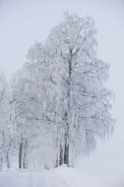 Estrada de terra no inverno — Fotografia de Stock