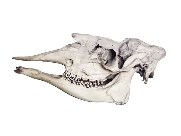 Djurens skull — Stockfoto