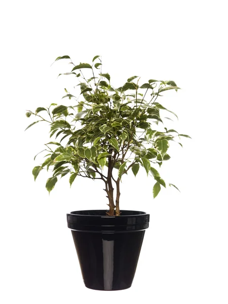 Potted plant — Stock Photo, Image
