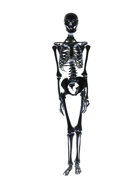 Skelet — Stockfoto