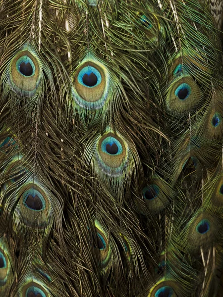 stock image Peacock