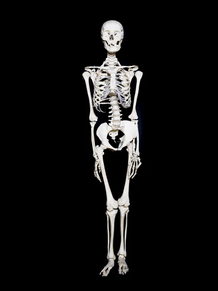 Esqueleto — Foto de Stock