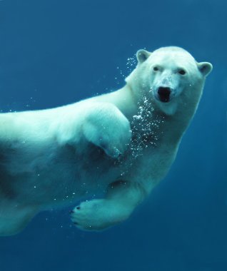 Polar bear underwater close-up