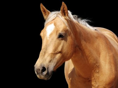 Close-up golden palomino horse clipart
