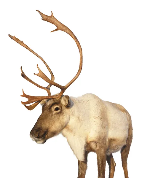 Caribou rendieren geïsoleerd op zoek — Stockfoto