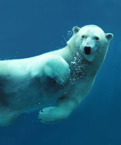 Kutup ayısı sualtı yakın çekim — Stok fotoğraf