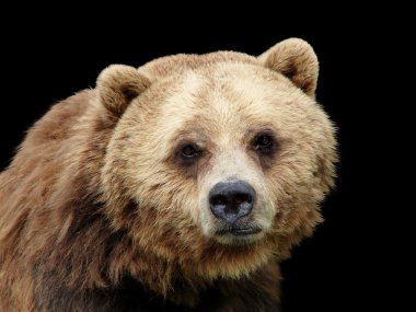 Close-up sad Grizzly bear isolated