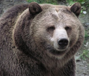 Close-up of a female Grizzly bear