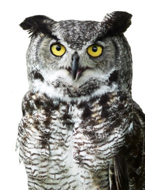 Close-up of a Great Horned Owl clipart