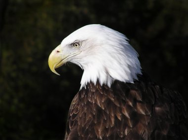 American Bald Eagle Close-Up clipart