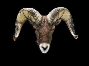 Male Bighorn sheep isolated looking clipart