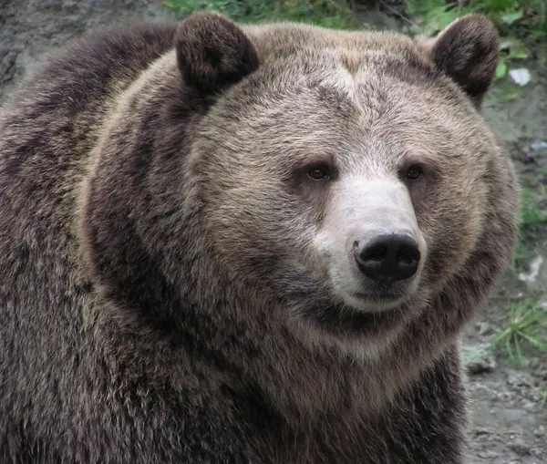 Primer plano de una mujer oso pardo —  Fotos de Stock