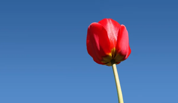 Visão de olho de minhoca de uma tulipa vermelha — Fotografia de Stock