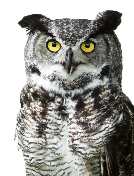 Närbild av en great horned owl — Stockfoto