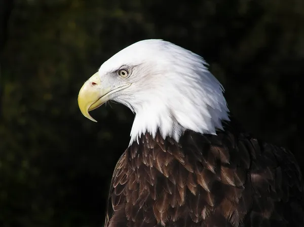 Close-up αμερικανική φαλακρός αετός — Φωτογραφία Αρχείου