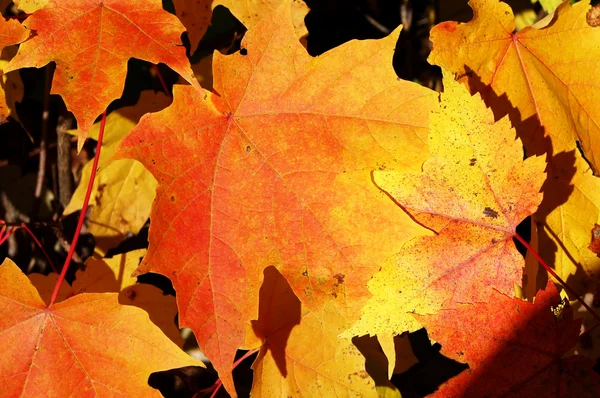 明るいカエデの葉のクローズ アップ — ストック写真