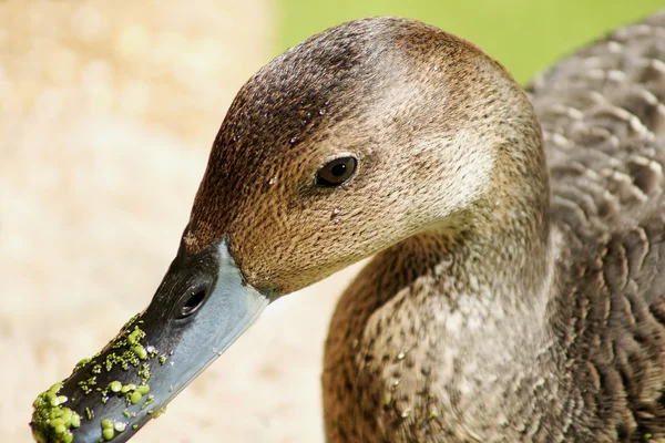 Close-up of duck with duckweeds — Stock Photo, Image