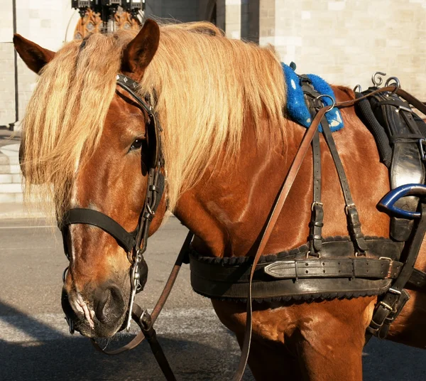 Belga projecto de cavalo olhando — Fotografia de Stock