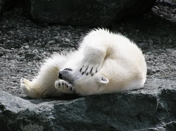 Polar bear having fun — Stock Photo, Image