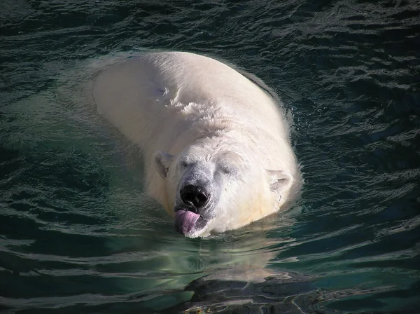 Niedźwiedź polarny, wyciągając język — Zdjęcie stockowe