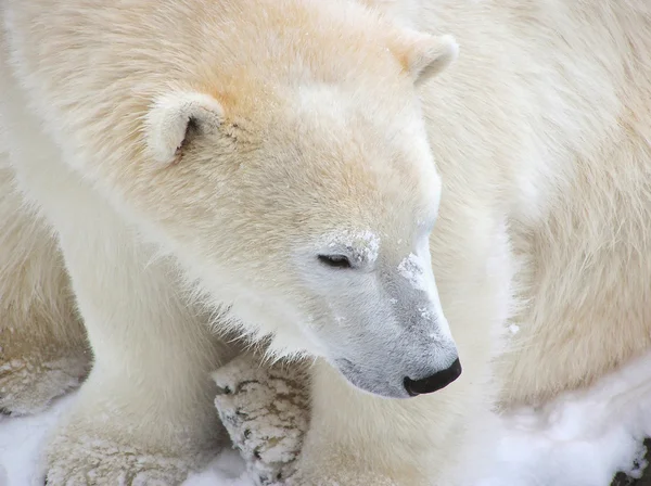 Orso polare primo piano — Foto Stock