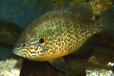 Close-up Pumpkinseed fish clipart