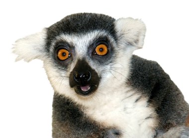 Close-up of ring-tailed lemur clipart