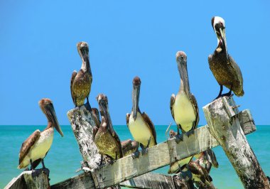 Brown Pelicans perched on old peer clipart