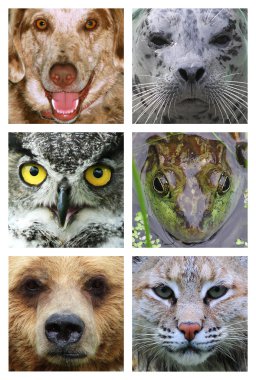 Faces of animals on white clipart