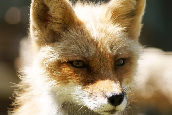 Close-up portret van red fox — Stockfoto