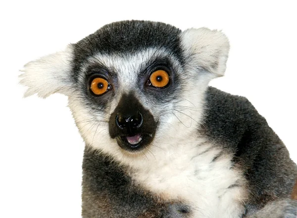 Bliska ogoniasty lemur — Zdjęcie stockowe