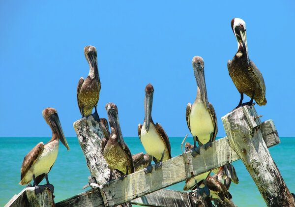 Brown Pelicans perched on old peer