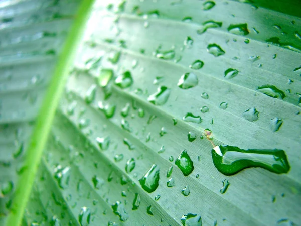 Drops of water on big leaf — Stock Photo, Image
