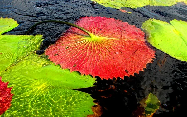 Гігантська водяна лілія червона знизу — стокове фото