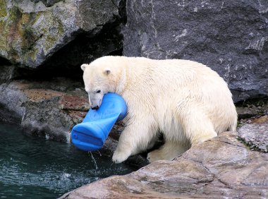 Polar bear playing with toy clipart