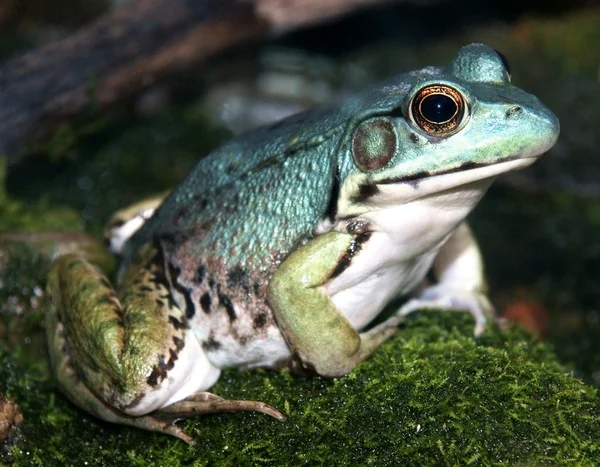 Zbliżenie: niebieski zielony żaba — Zdjęcie stockowe