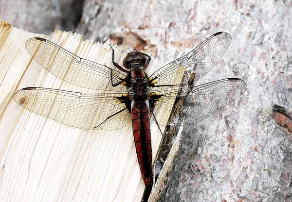 stock image Red dragonfly resting on wooden log