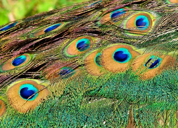 Peacock tail feathers close-up — Stock Photo, Image