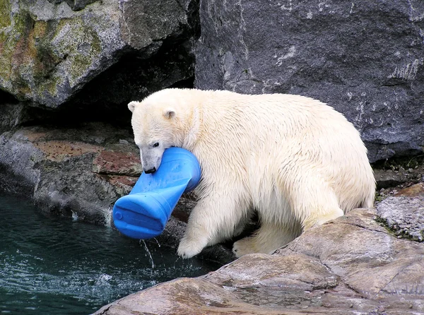 Urso polar brincando com brinquedo — Fotografia de Stock