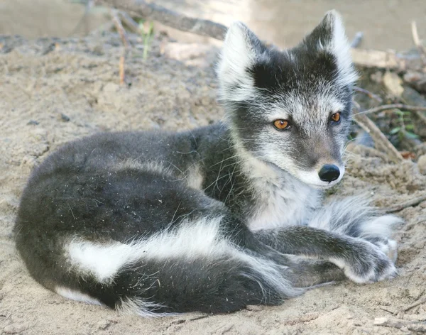 stock image Close-up of Arctic fox resting