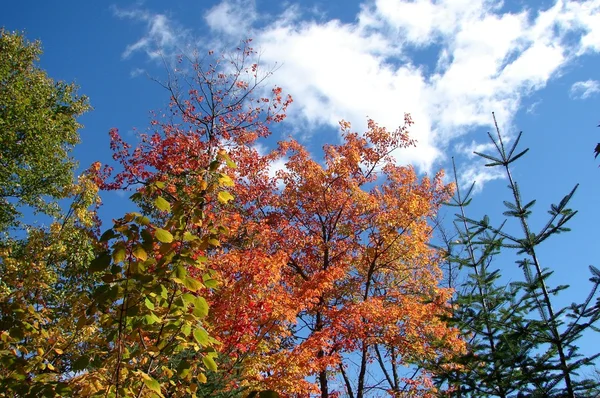 Sonbahar renkleri ve mavi gökyüzü — Stok fotoğraf