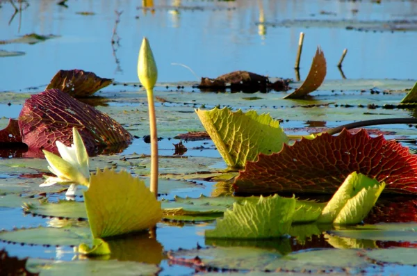Tropical flowers floating on marsh — Stock Photo, Image