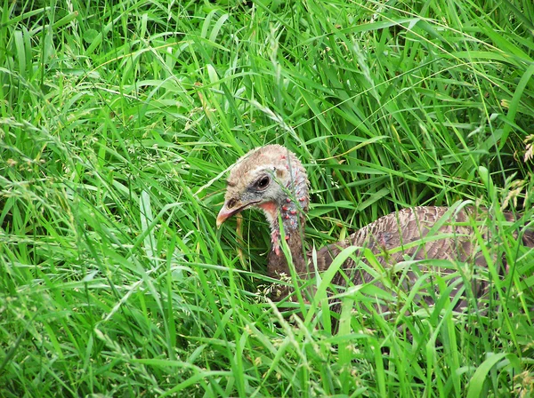 Grappige wild Turkije chick in gras — Stockfoto